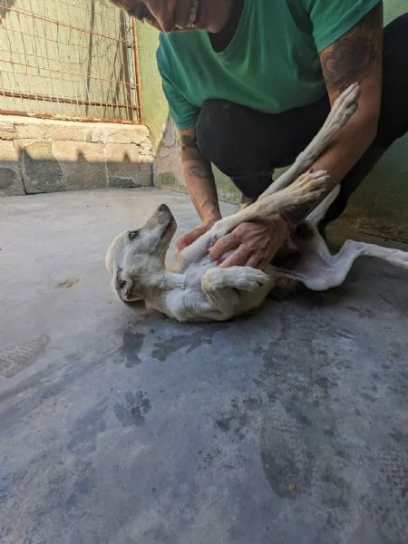 LUCCIOLA  cucciola di 4 mesi  taglia piccola | Foto 1