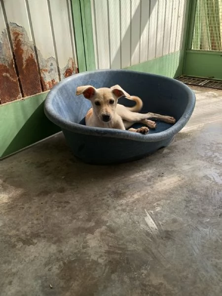 LUCCIOLA  cucciola di 4 mesi  taglia piccola | Foto 0