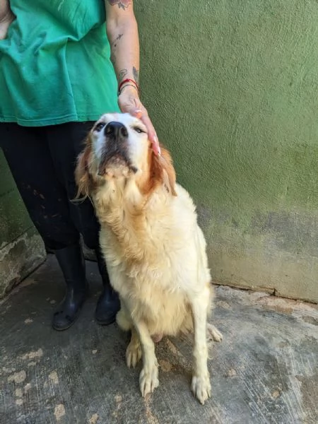 RUMI  cagnolona di 3 anni | Foto 4