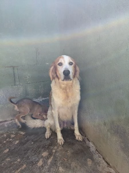 RUMI  cagnolona di 3 anni | Foto 3