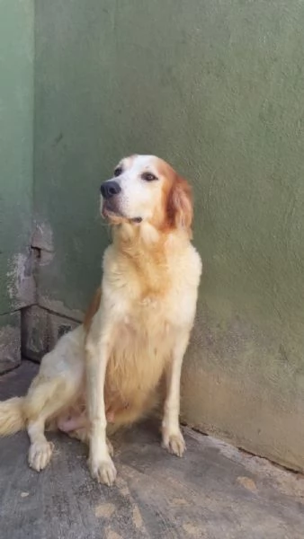 RUMI  cagnolona di 3 anni | Foto 2