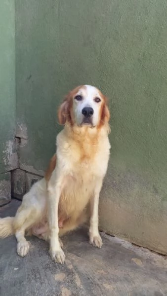 RUMI  cagnolona di 3 anni