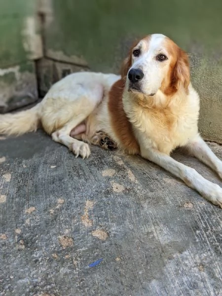 RUMI  cagnolona di 3 anni | Foto 1