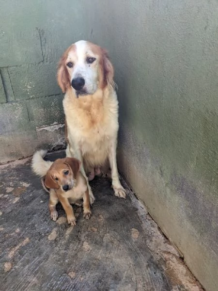 RUMI  cagnolona di 3 anni | Foto 0