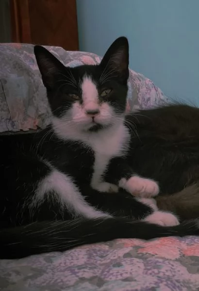 ODINO  gattino di 5 mesi