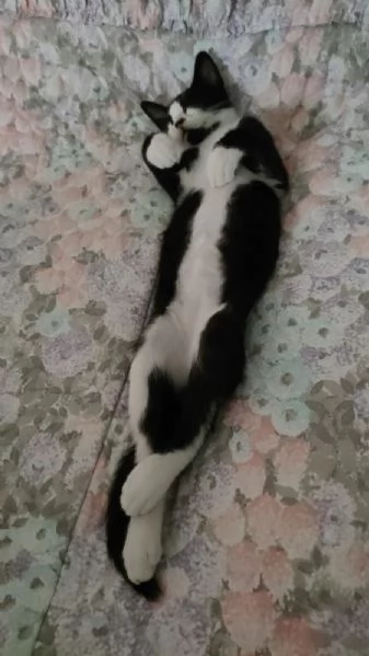 ODINO  gattino di 5 mesi | Foto 2