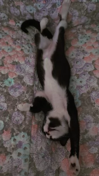 ODINO  gattino di 5 mesi | Foto 1