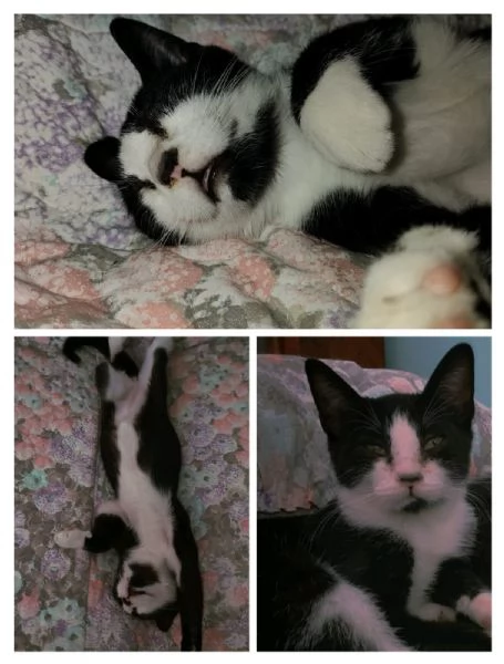 ODINO  gattino di 5 mesi | Foto 0