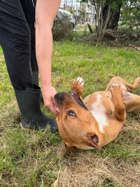 ROMA  cagnolina mix amstaffpitbull di 1 anno e mezzo | Foto 5