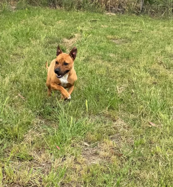 ROMA  cagnolina mix amstaffpitbull di 1 anno e mezzo | Foto 4