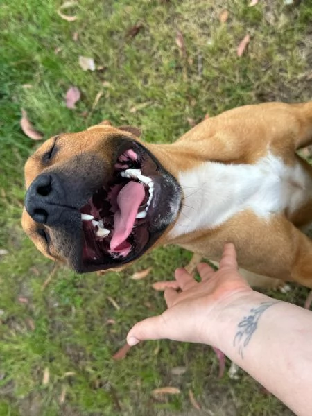 ROMA  cagnolina mix amstaffpitbull di 1 anno e mezzo | Foto 3