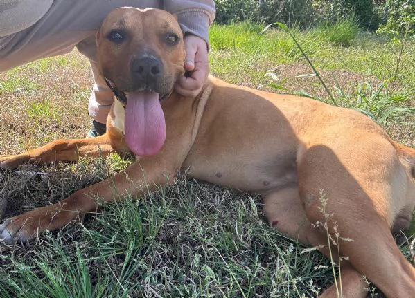 ROMA  cagnolina mix amstaffpitbull di 1 anno e mezzo
