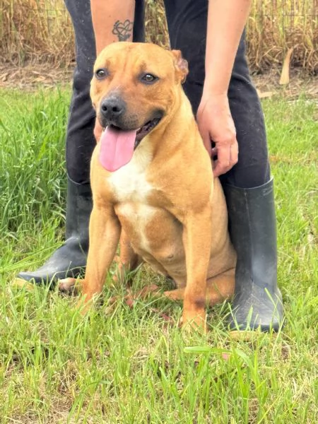 ROMA  cagnolina mix amstaffpitbull di 1 anno e mezzo | Foto 2
