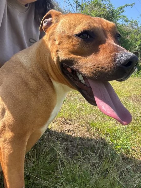 ROMA  cagnolina mix amstaffpitbull di 1 anno e mezzo | Foto 1