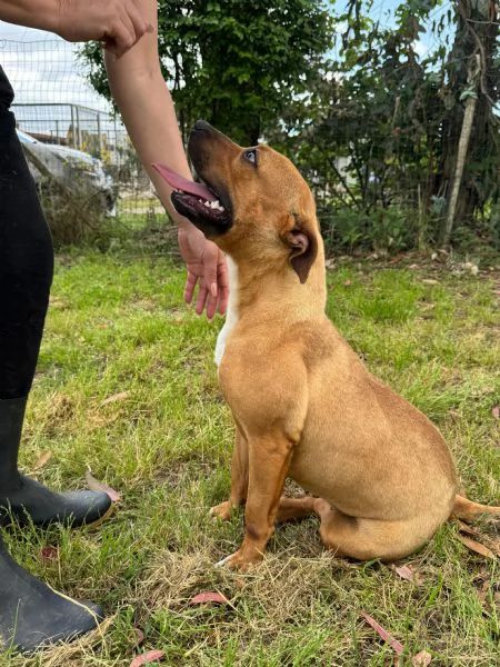 ROMA  cagnolina mix amstaffpitbull di 1 anno e mezzo | Foto 0