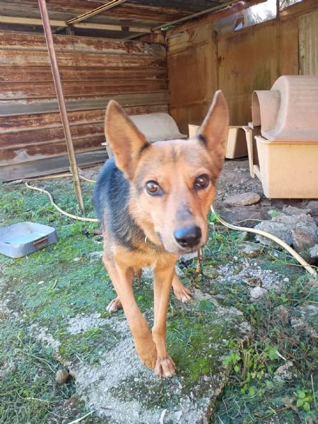 LUPA  cagnolina simil pastore tedesco di 1 anno