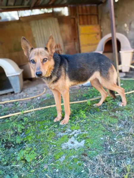 LUPA  cagnolina simil pastore tedesco di 1 anno | Foto 5