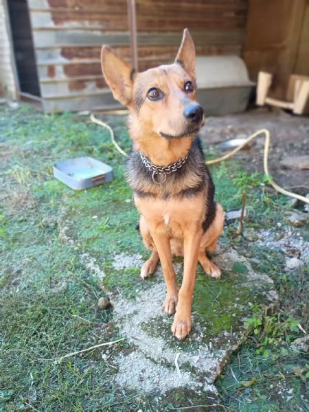 LUPA  cagnolina simil pastore tedesco di 1 anno | Foto 4
