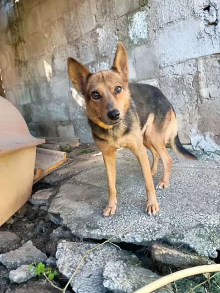 LUPA  cagnolina simil pastore tedesco di 1 anno | Foto 3