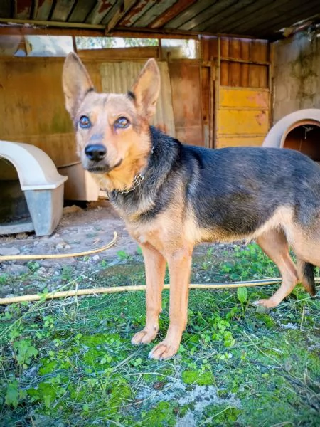 LUPA  cagnolina simil pastore tedesco di 1 anno | Foto 2