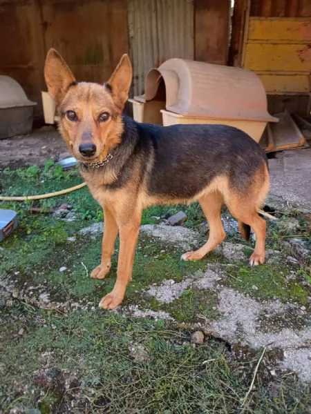 LUPA  cagnolina simil pastore tedesco di 1 anno | Foto 1