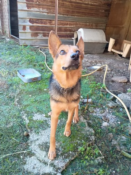 LUPA  cagnolina simil pastore tedesco di 1 anno | Foto 0