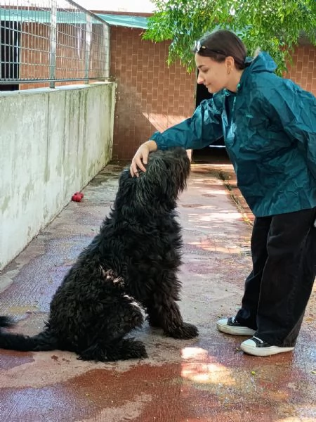 KIM  simil pastore brie di 3 anni | Foto 5