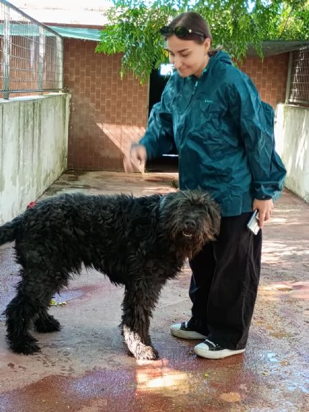 KIM  simil pastore brie di 3 anni | Foto 0
