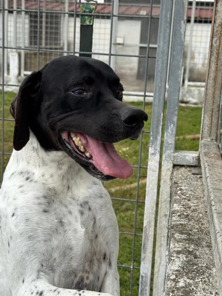 RAZZO  simil pointer di 1 anno | Foto 6