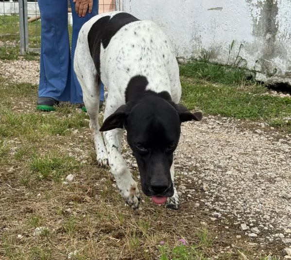 RAZZO  simil pointer di 1 anno | Foto 5