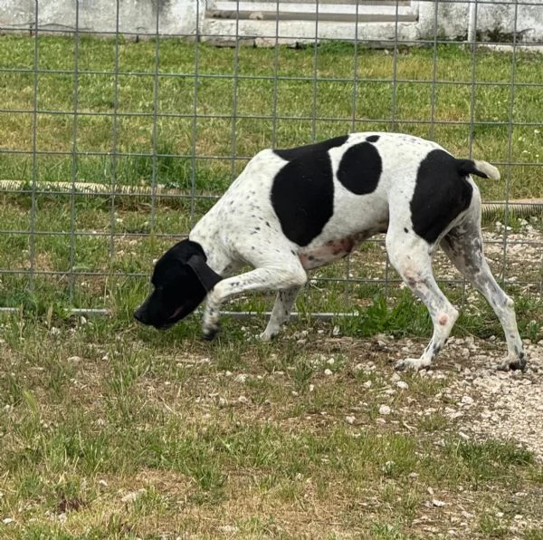 RAZZO  simil pointer di 1 anno | Foto 4
