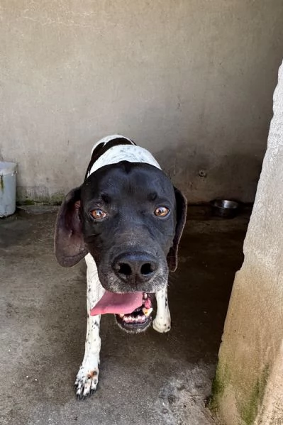 RAZZO  simil pointer di 1 anno