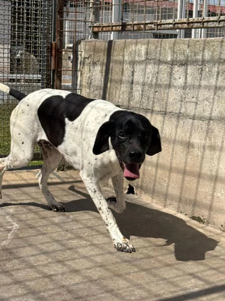 RAZZO  simil pointer di 1 anno | Foto 3
