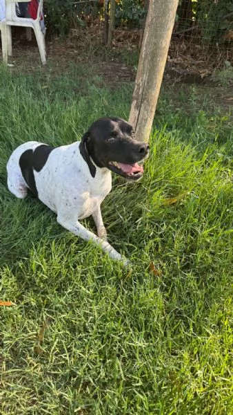 RAZZO  simil pointer di 1 anno | Foto 1
