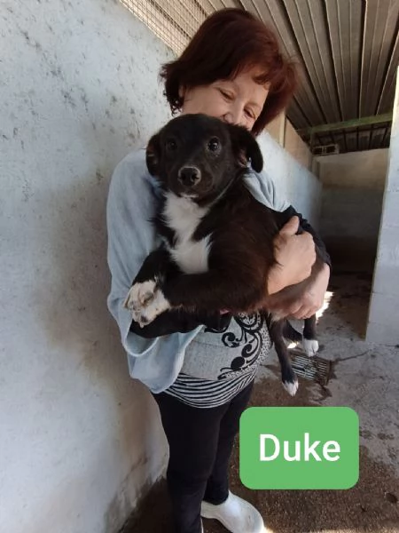 CUCCIOLI DI 5 MESI TAGLIA PICCOLA | Foto 3