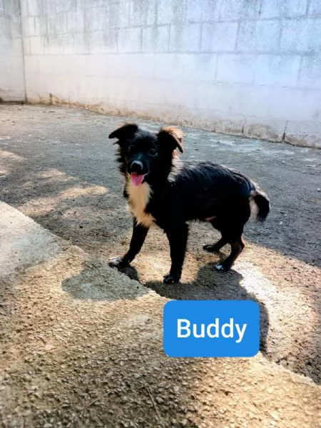 CUCCIOLI DI 5 MESI TAGLIA PICCOLA
