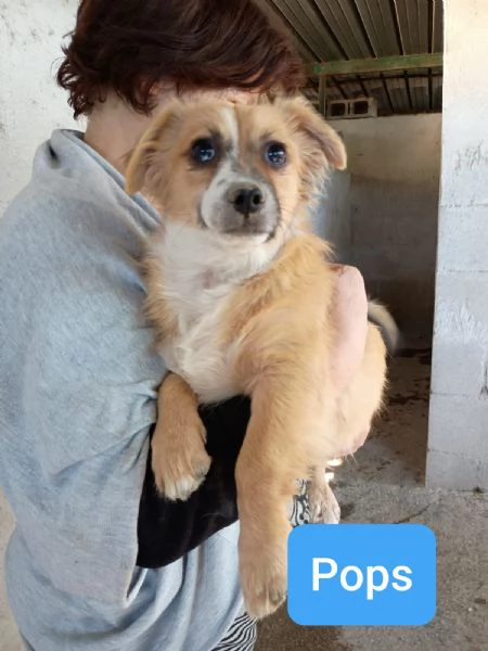 CUCCIOLI DI 5 MESI TAGLIA PICCOLA | Foto 2