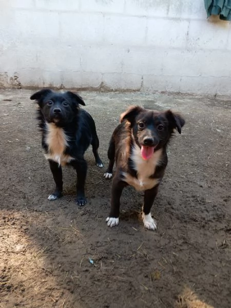 CUCCIOLI DI 5 MESI TAGLIA PICCOLA | Foto 1