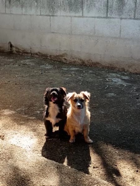 CUCCIOLI DI 5 MESI TAGLIA PICCOLA | Foto 0