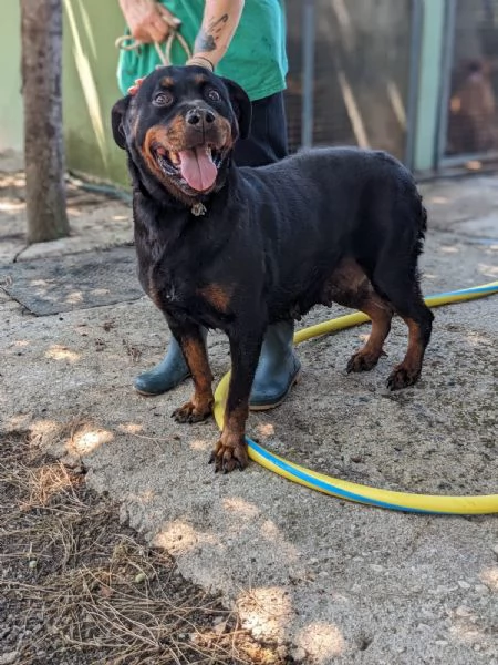 COSTANZA  simil rottweiler di 7 anni