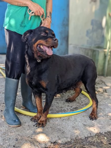 COSTANZA  simil rottweiler di 7 anni | Foto 4