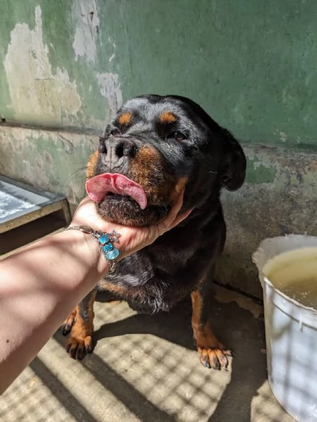 COSTANZA  simil rottweiler di 7 anni | Foto 2