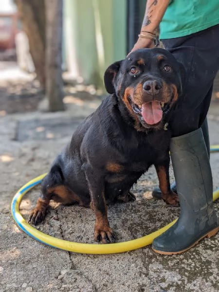 COSTANZA  simil rottweiler di 7 anni | Foto 0