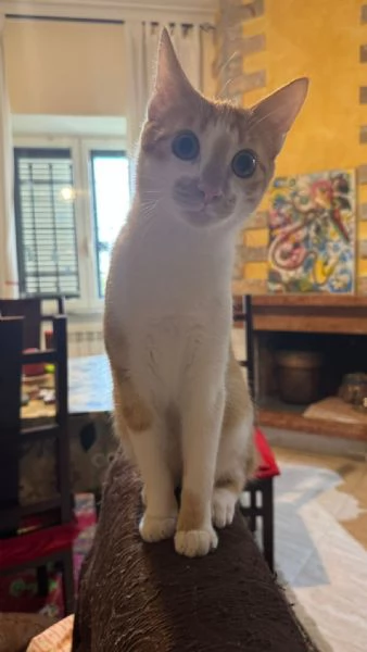 LUCIO  gattino di 7 mesi | Foto 4