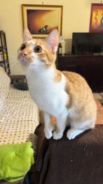 LUCIO  gattino di 7 mesi | Foto 3