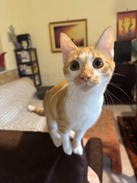 LUCIO  gattino di 7 mesi | Foto 2