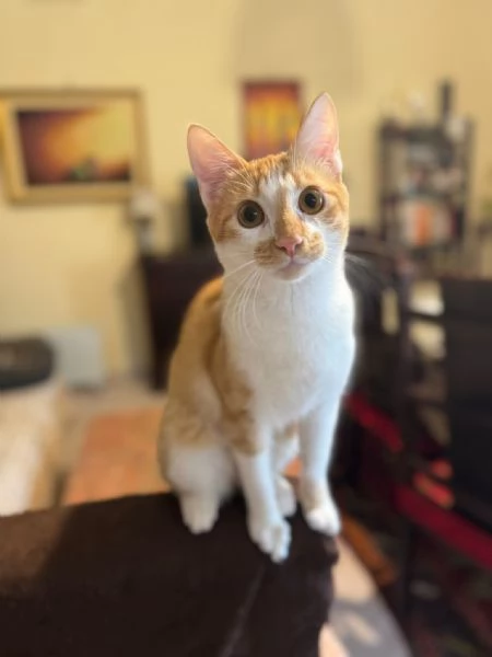 LUCIO  gattino di 7 mesi