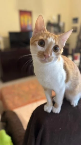 LUCIO  gattino di 7 mesi | Foto 0