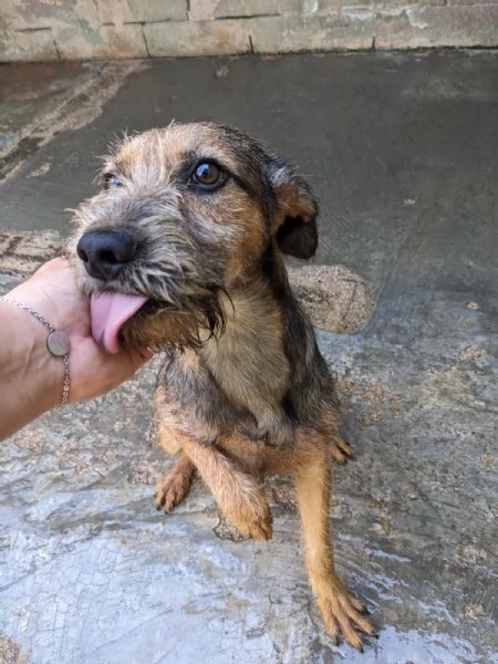 BLUES  cucciolo di 10 mesi | Foto 4