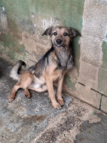 BLUES  cucciolo di 10 mesi | Foto 3